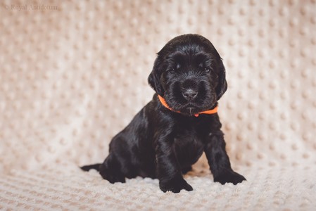 litter R - black female [orange ribbon] - 3 weeks