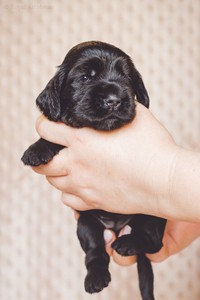 litter R - black female [orange ribbon] - 3 weeks