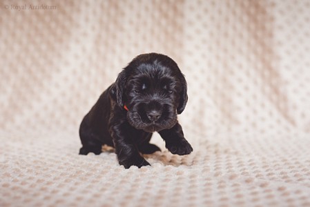 litter R - black female [orange ribbon] - 3 weeks