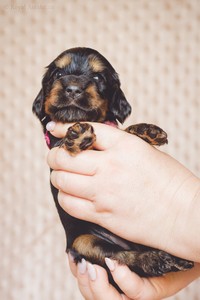 litter R - black & tan female [pink ribbon] - 3 weeks