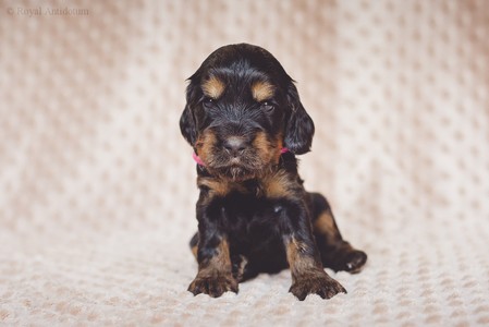 litter R - black & tan female [pink ribbon] - 3 weeks