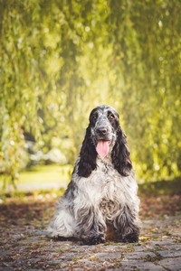 litter S - blue roan female [violet ribbon] - 7 months