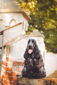 litter S - blue roan female [pink ribbon] - 7 months