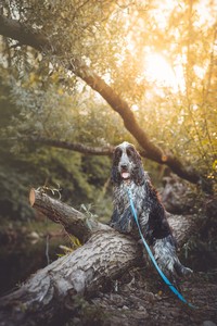 litter S - SCOTTWYNNE Royal Antidotum - blue roan male [turquoise ribbon] - 7 months