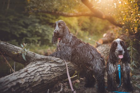 litter S - 7 months