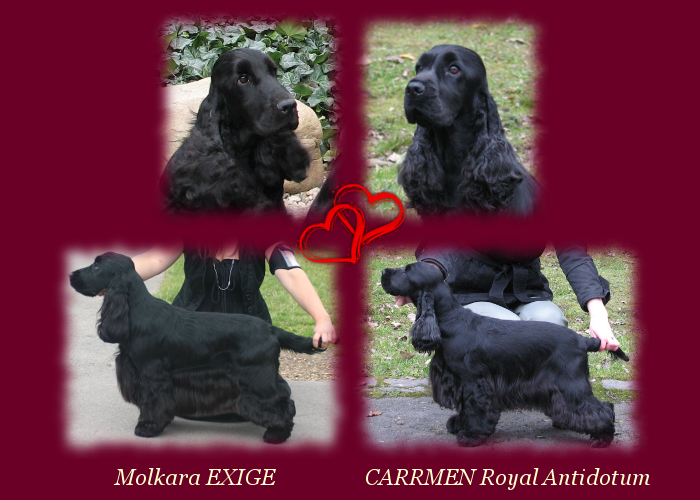 Molkara EXIGE - Morris & CARRMEN Royal Antidotum