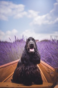 Ravendorrin at 11 months old