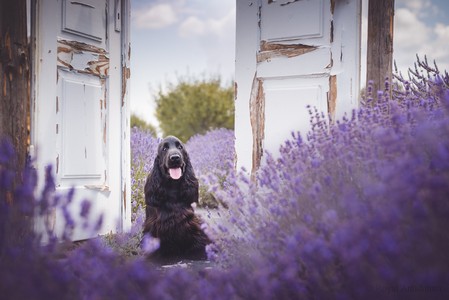 Ravendorrin at 11 months old