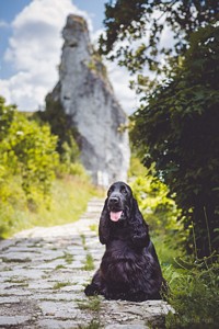 Ravendorrin at 11 months old