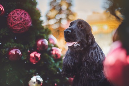 Ravendorrin at 16 months old