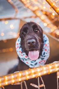 Ravendorrin at 16 months old