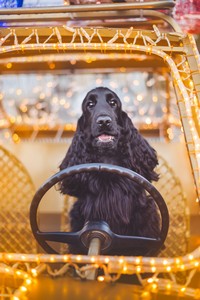 Ravendorrin at 16 months old