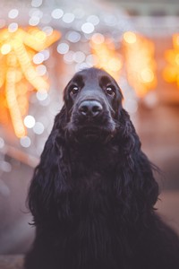 Ravendorrin at 16 months old