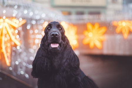 RAVENDORRIN Royal Antidotum