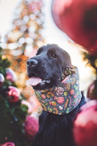 Ravendorrin at 16 months old