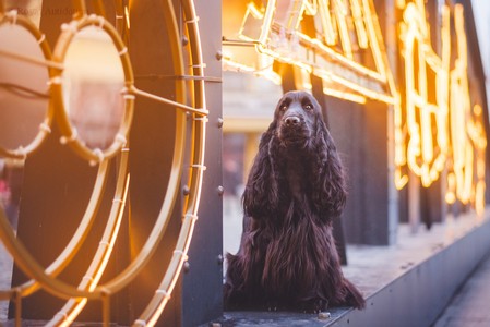 RIVIENNE Royal Antidotum