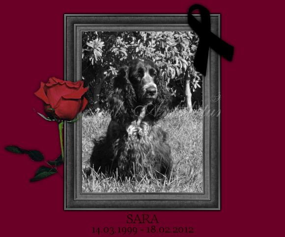 SARA 14.03.1999-18.02.2012