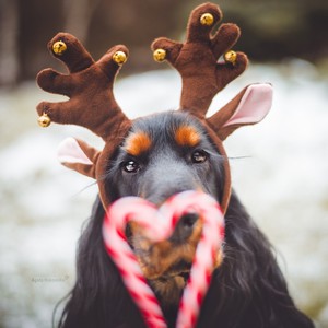 Frosty w wieku 2 lat